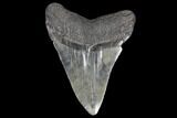 Fossil Megalodon Tooth - South Carolina #130731-2